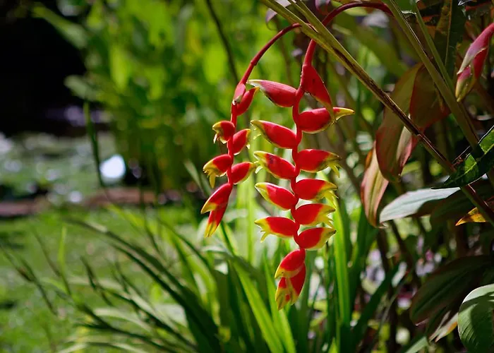 Hibiscus Villa